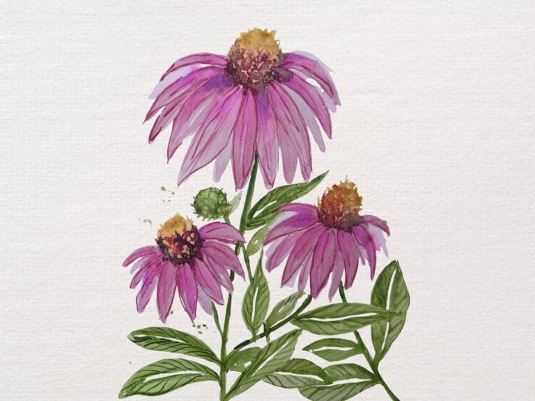 Professional artist Sam Scott's vibrant echinacea (coneflower) watercolour painting created for the Echinacea Watercolour Workshop at Teach Me Courses in New Romney, Kent.